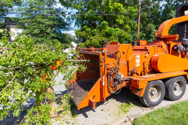 Best Affordable Tree Service  in Ohkay Owingeh, NM